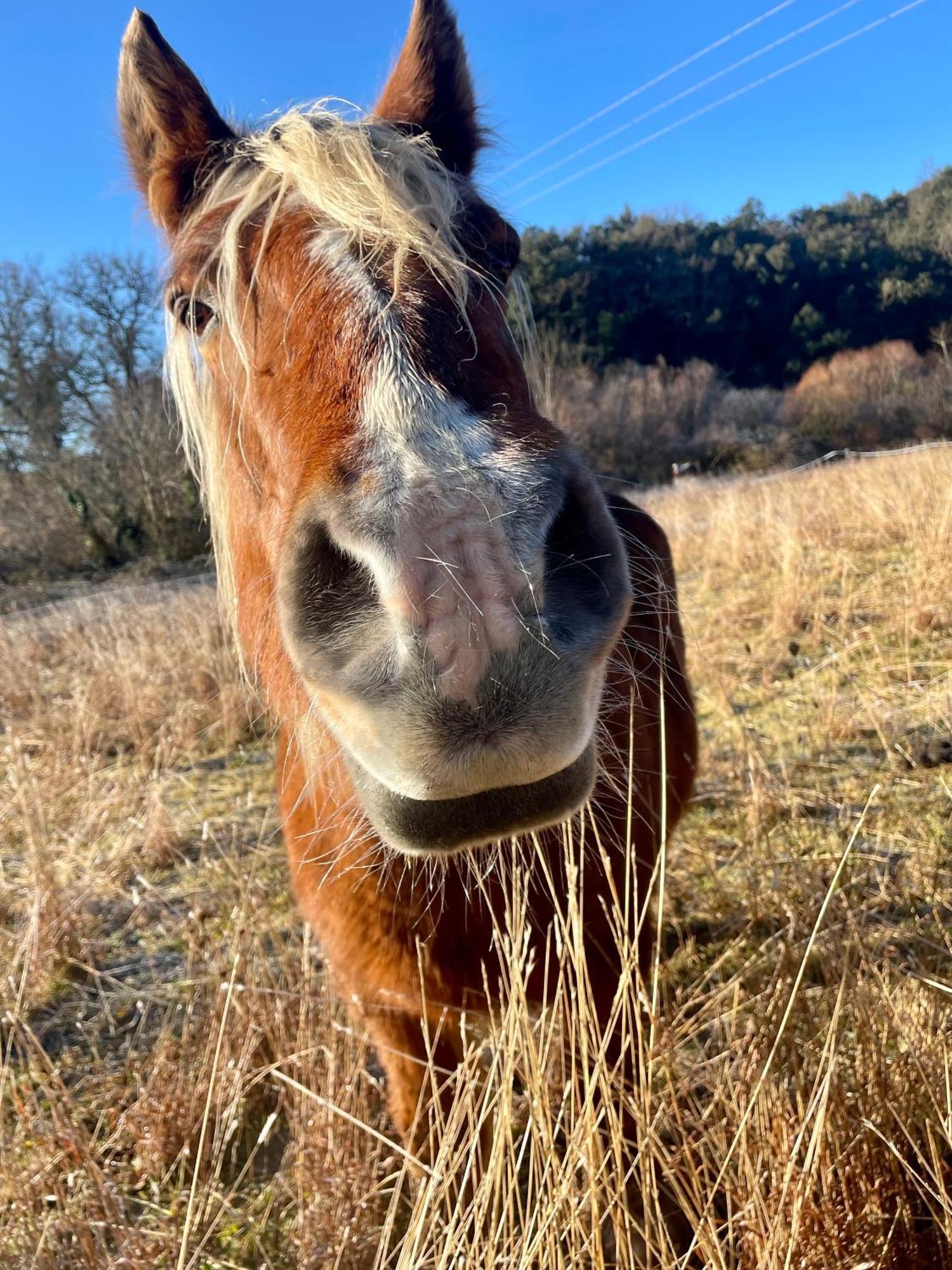 La Frigoule, Un Gite Au Coeur Du Parc Des Cevennes Generargues Luaran gambar